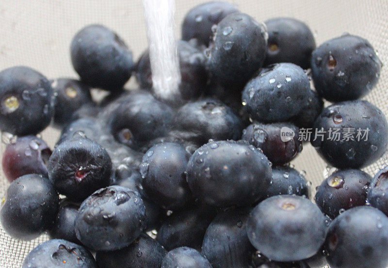 新鲜的有机蓝莓/蓝莓的图像，在水龙头下清洗